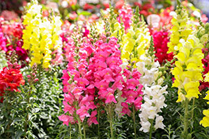 Allergy Free garden